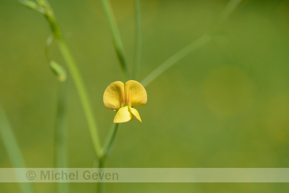 Fodder Pea; Lathyrus annuus