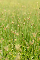 Kustzegge - Divided Sedge - Carex divisa