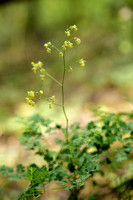 Stinkende ruit - Thalictrum foetidum