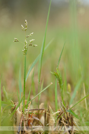 Veenreukgras; Holy Grass; Hierochlo‘ odorata