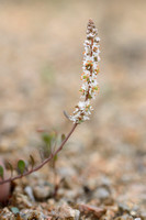Sesamoides purpurascens  subsp. Spathulata