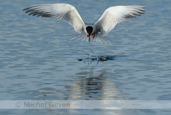 Visdief; Common Tern; Sterna hirundo