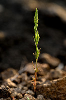 Crucianella angustifolia