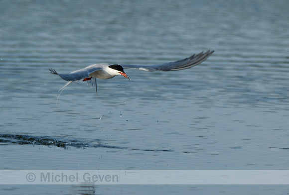 Visdief; Common Tern; Sterna hirundo