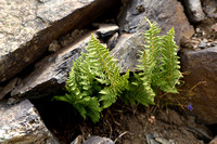 Dryopteris villarii