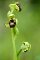 Weidehommelophrys; Ophrys bombyliflora;