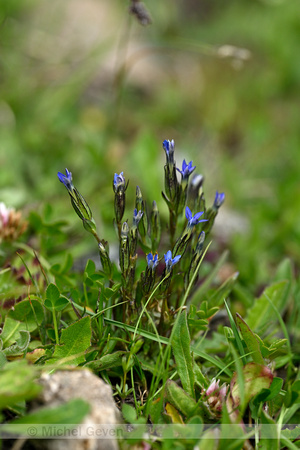 Sneeuwgentiaan; Snow gentian;  Gentiana nivalis