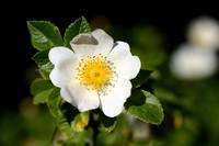 Viltroos; Harsh Downy-rose; Rosa tomentosa;