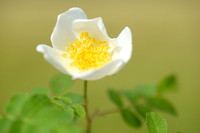 Duinroos; Burnet rose; Rosa pimpinellifolia
