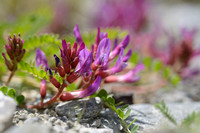 Astragalus monspessulanus subsp. monspessulanus;