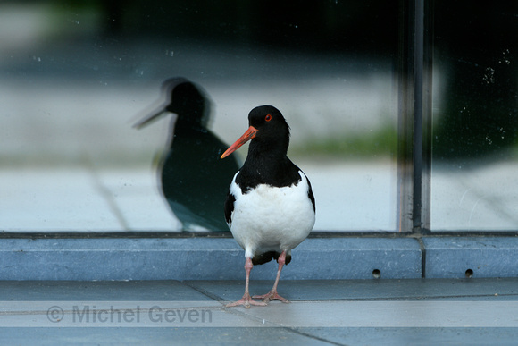 Scholekster; European Oystercatcher; Haematopus ostralegus