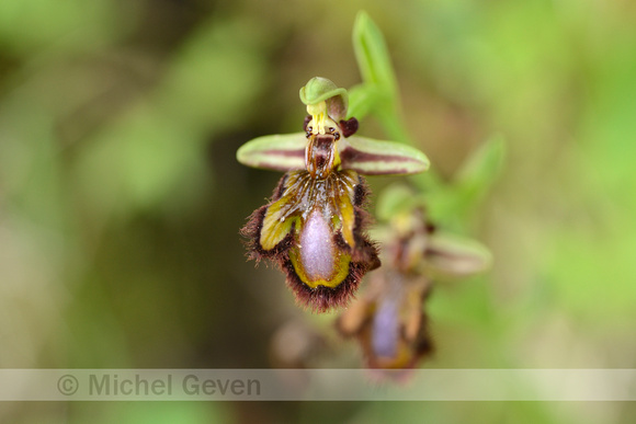Mirror Bee Orchid; Ophrys speculum;