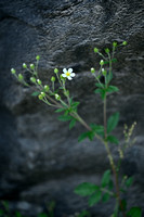 Rotsereprijs; Rock Speedwell; Veronica fruticans