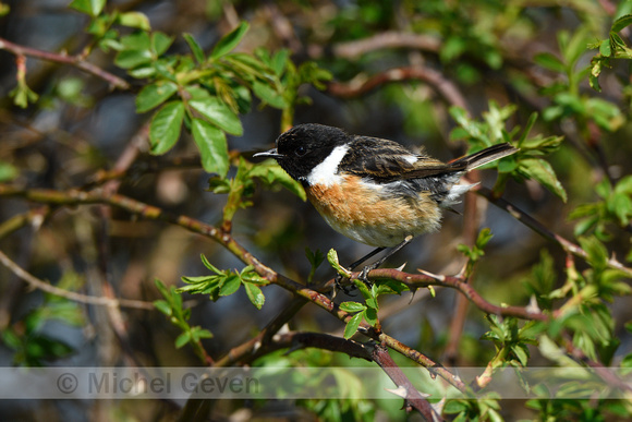 Roodborsttapuit; Stonechat; Saxicola rubicola