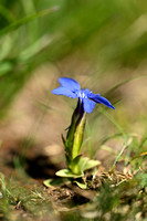 Gentiana orbicularis