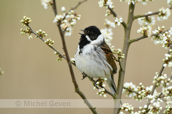 Rietgorst; Reed Bunting; Emberiza schoeniclus