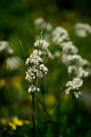 Sneeuwwitte veldbies; Snow white Wood rush; Luzula nivea