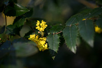 Mahonie; Oregon Grape; Mahonia aquifolium