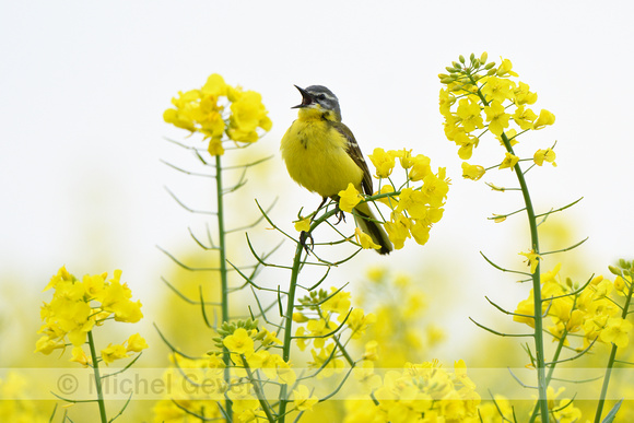 Gele kwikstaart; Western Yellow Wagtail; Motacilla flava