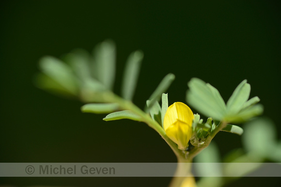 Hippocrepis biflora