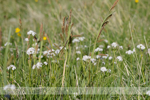 Kleine Valeriaan; Marsh Valerian; Valeriana dioica