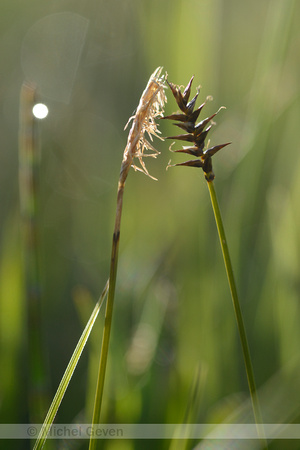 Veenzegge; DavallÕs Sedge; Carex davalliana