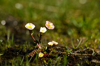 Gletsjerboterbloem; Ranunculus glacialis