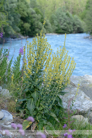 Melige Toorts; White mullein; Verbascum lychnitis