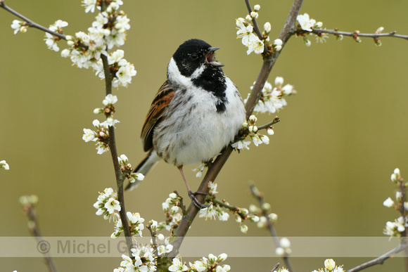 Rietgorst; Reed Bunting; Emberiza schoeniclus