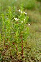 Genadekruid; Hedge Hyssop; Hedgehyssop; Gratiola officinalis