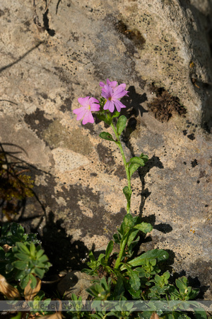 Alpine balsam; Erinus alpinus