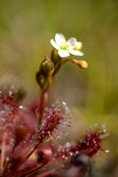 Kleine zonnedauw; Oblong-leaved Sundew; Drosera intermedia