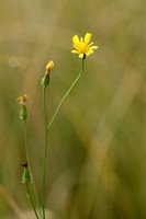 Smal Streepzaad; Narrow-leaved Hawk's-beard; Crepis tectorum