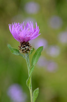 Knoopkruid; Brown Knapweed; Centaurea jacea