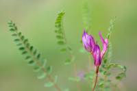 Astragalus monspessulanus subsp. monspessulanus;