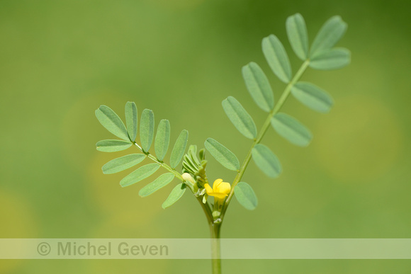 Hippocrepis biflora