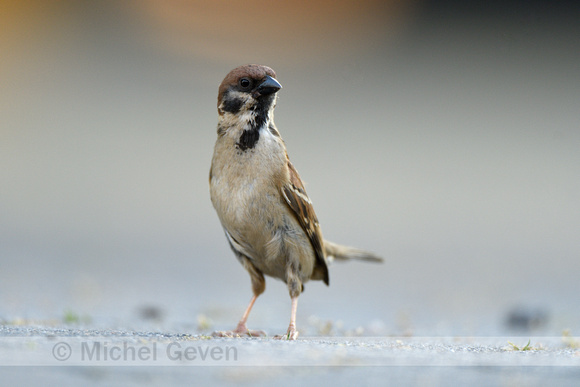 Ringmus; Tree Sparrow; Passer montanus