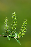 Salix hastata