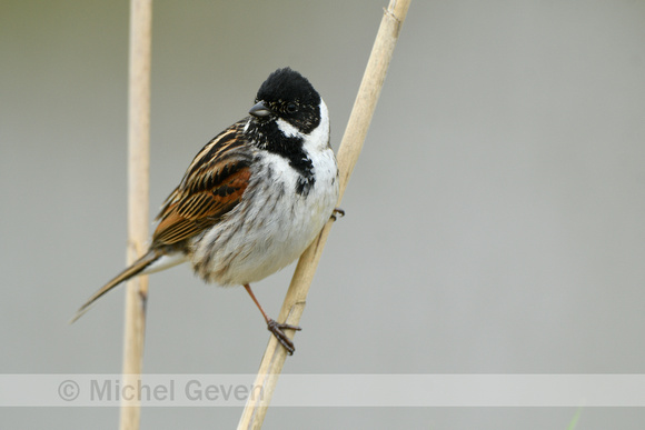 Rietgorst; Reed Bunting; Emberiza schoeniclus