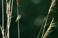 Bosrietzanger; Marsh Warbler; Acrocephalus palustris