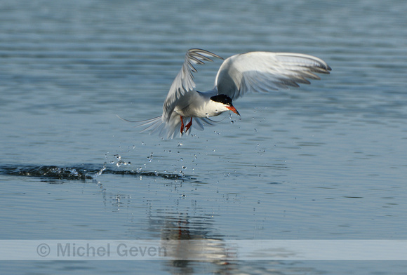 Visdief; Common Tern; Sterna hirundo