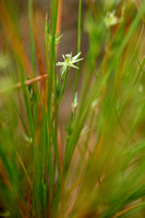 Greppelrus; Toad Rush; Juncus bufonius