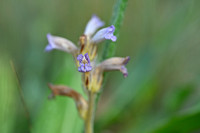 Blauwe bremraap; Yarrow Broomrape; Orobanche purpurea