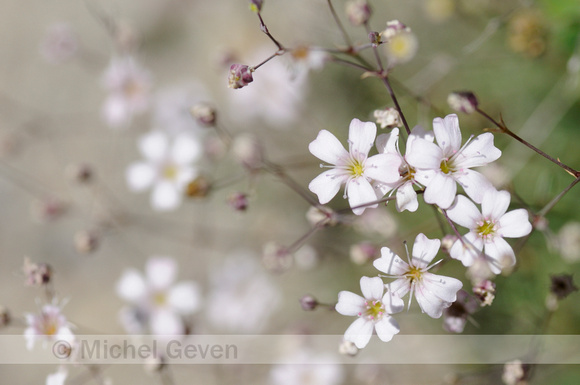 Gipskruid; Low Baby's breath; Gypsophila muralis;