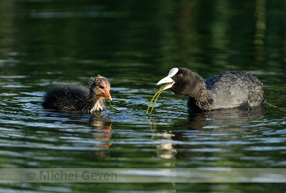 Meerkoet; Coot; Fulica atra