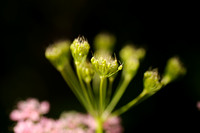 Grote Bevernel; Pimpinella major; Greater burnet-saxifrage