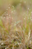 Zilverhaver; Silver Hair-grass; Aira caryophyllea