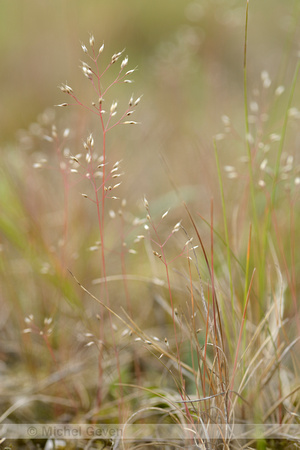 Zilverhaver; Silver Hair-grass; Aira caryophyllea