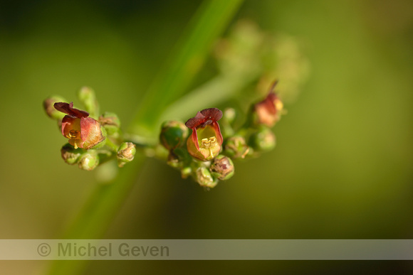 Geoord helmkruid; Water figwort; Scrophylaria auriculata