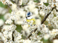 Pimpelmees; Blue tit; Cyanistes caeruleus